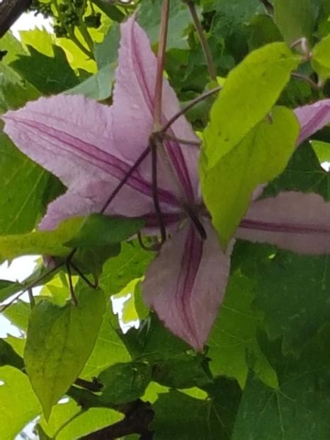 thumbnail (60) - CLEMATITE 2019