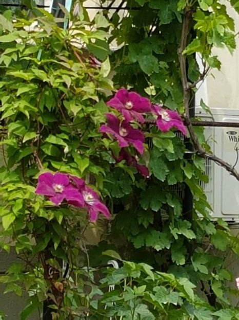 thumbnail (61) - CLEMATITE 2019