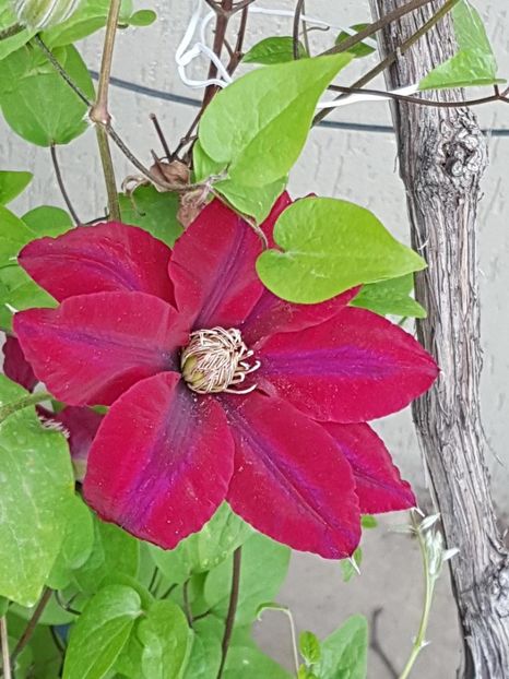 thumbnail - CLEMATITE 2019