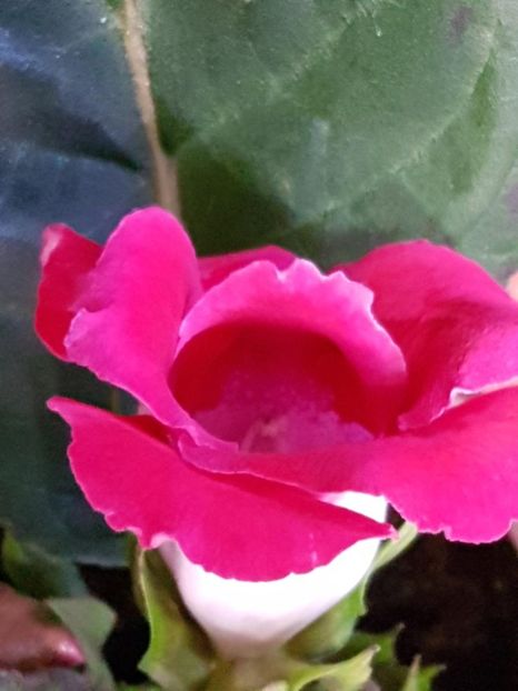 thumbnail - 2019-03-07T203255.689 - GLOXINIA 2019