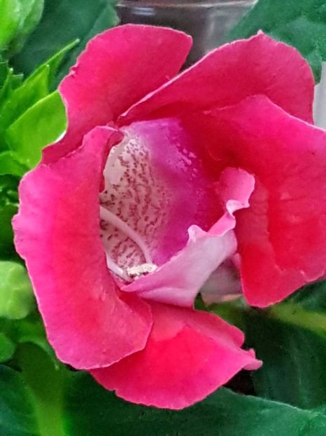 thumbnail (54) - GLOXINIA 2019
