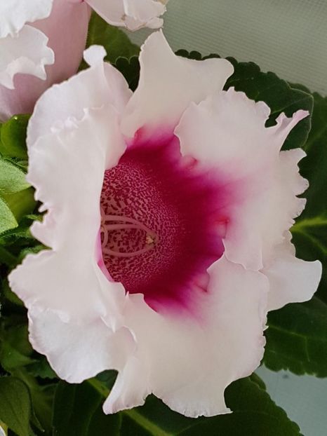 thumbnail (38) - GLOXINIA 2019