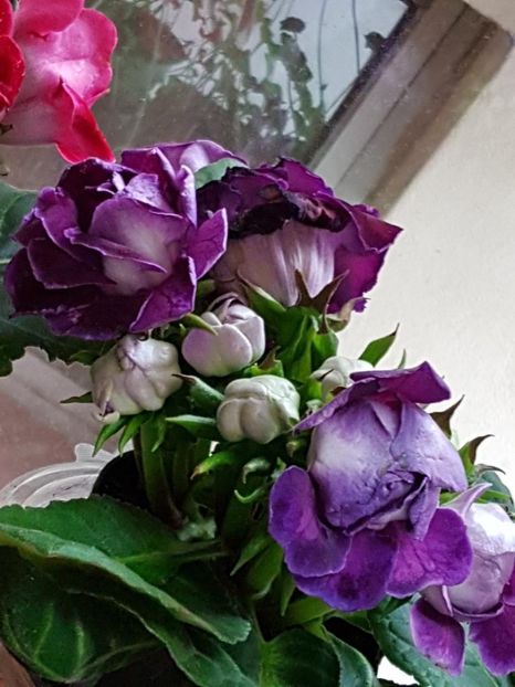 thumbnail (59) - GLOXINIA 2019