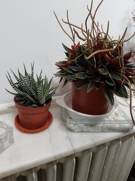 thumbnail (3) - PEPEROMIA 2019