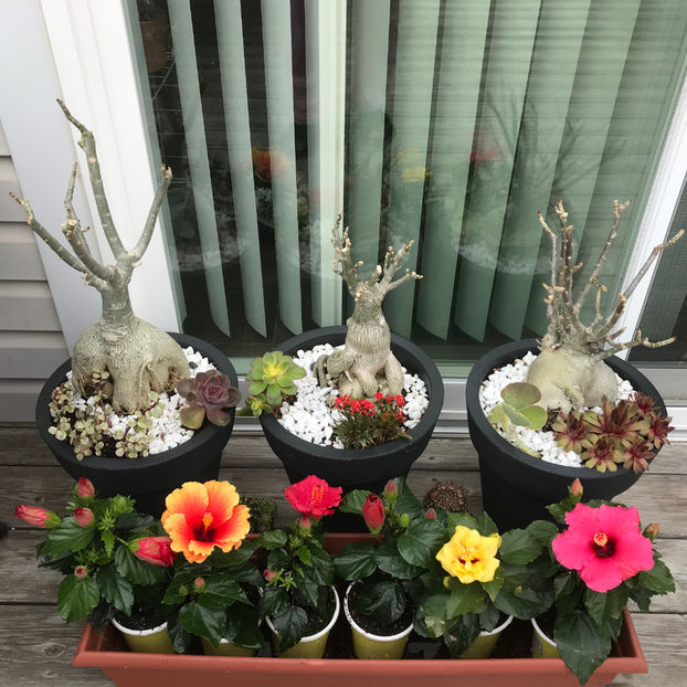  - Jurnalul gradinii 2019