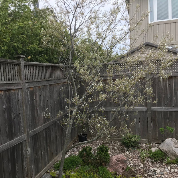  - Jurnalul gradinii 2019