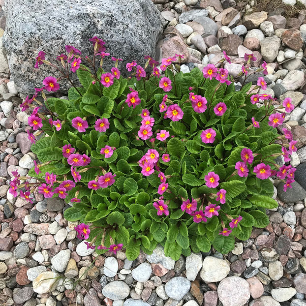  - Jurnalul gradinii 2019