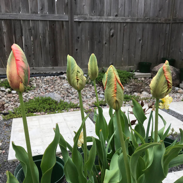  - Jurnalul gradinii 2019