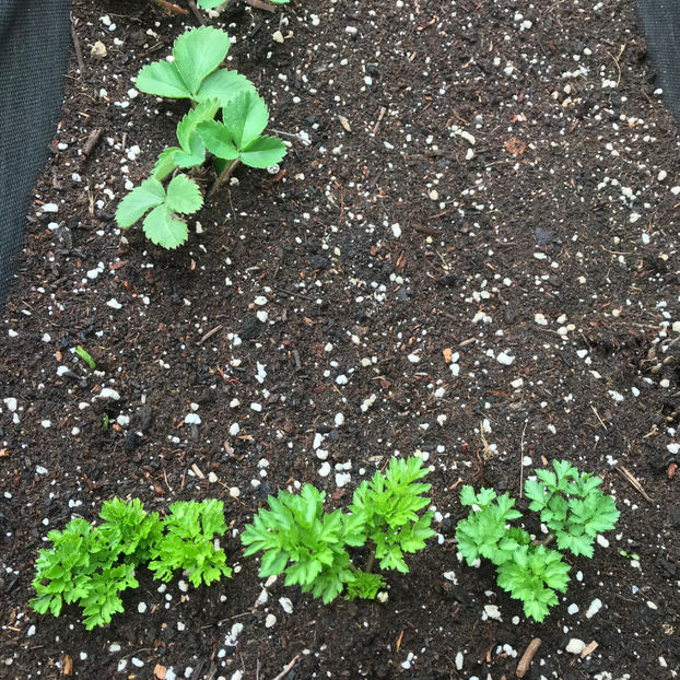  - Jurnalul gradinii 2019