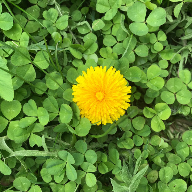  - Jurnalul gradinii 2019