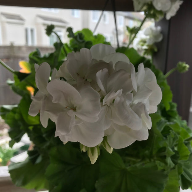  - Jurnalul gradinii 2019