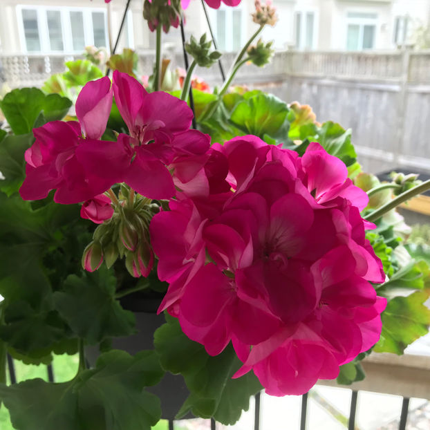  - Jurnalul gradinii 2019