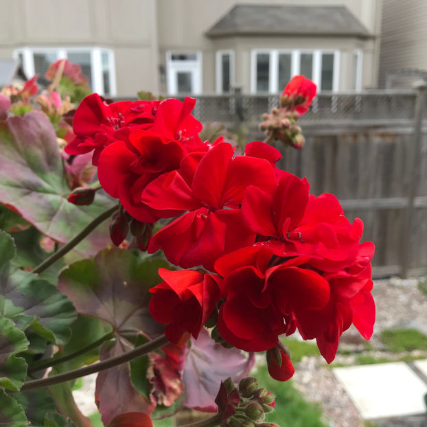  - Jurnalul gradinii 2019