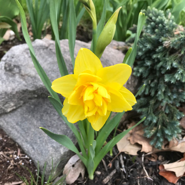  - Jurnalul gradinii 2019