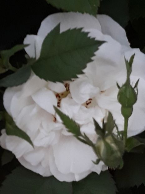  - Luna Mai in grădina mea 2019
