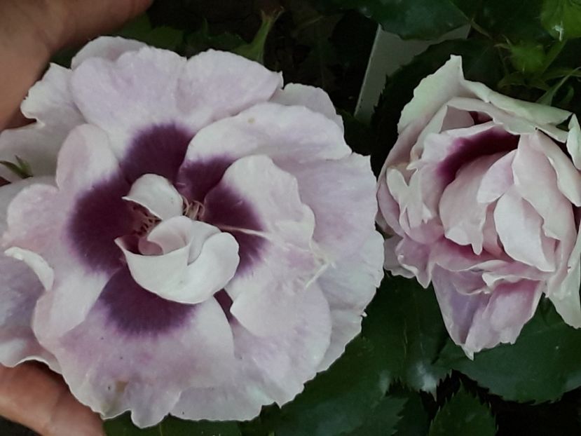  - Luna Mai in grădina mea 2019