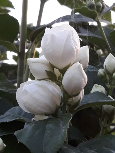  - Luna Mai in grădina mea 2019