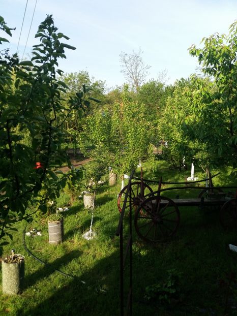  - Primavara in curte 2019