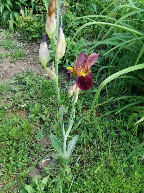  - Primavara in curte 2019