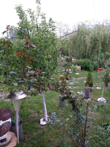  - Primavara in curte 2019