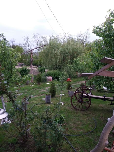  - Primavara in curte 2019