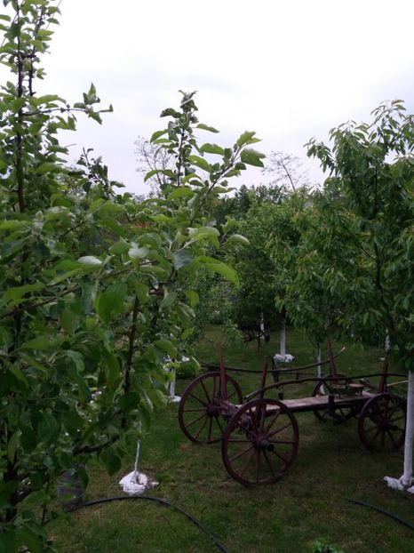  - Primavara in curte 2019