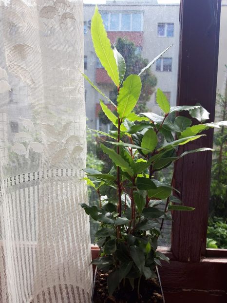IMG-20190515-WA0000 - flori de camera 2019