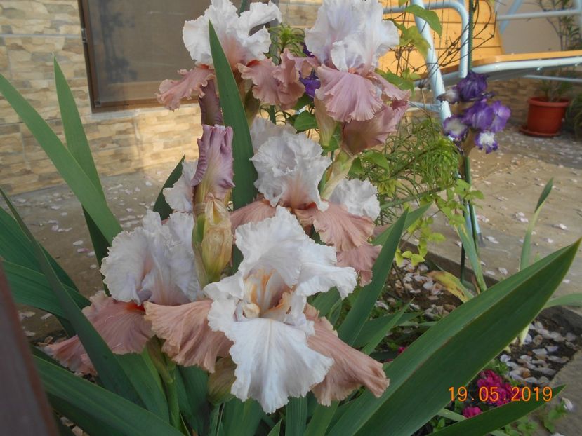 I'm Dreaming - 2Irisi 2019