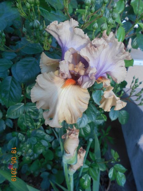 Tempesto - 2Irisi 2019