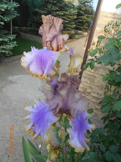 Bratislavan - 2Irisi 2019