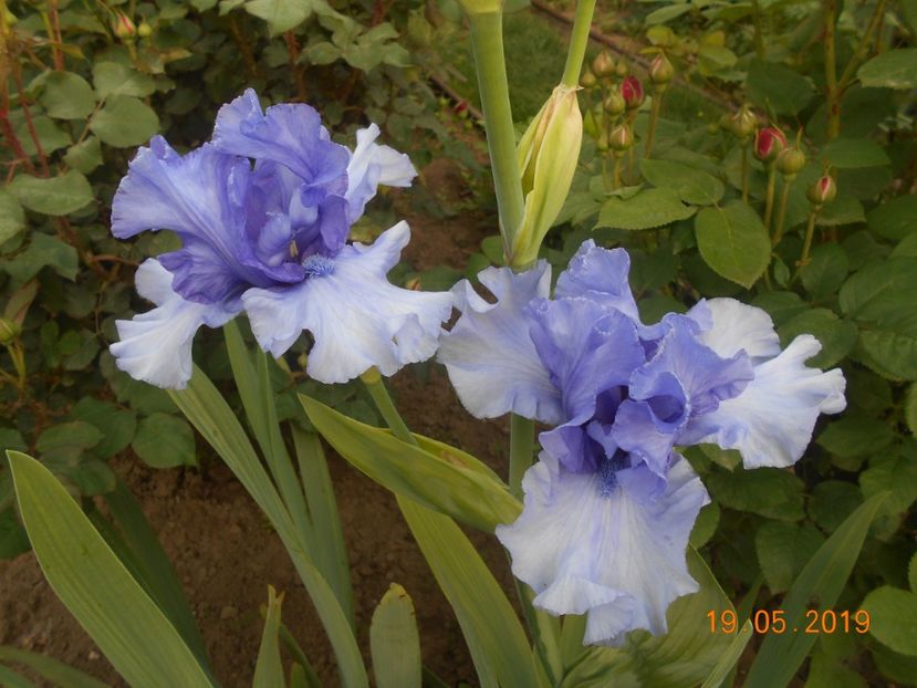 Tokatee Falss - 2Irisi 2019