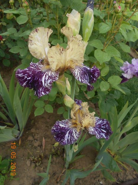 Gnus Flash - 2Irisi 2019