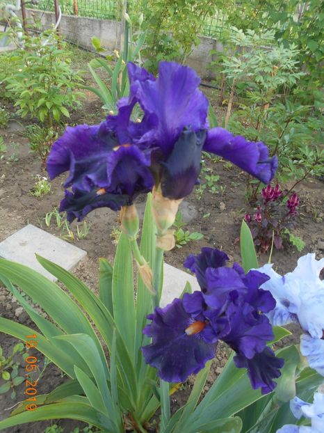 Tom Jonson - 2Irisi 2019