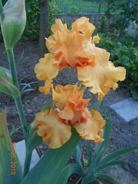 Good Show - 2Irisi 2019