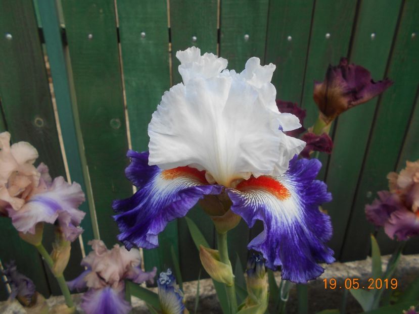 Gypsy Lord - 2Irisi 2019