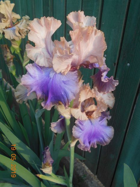 Florentine Silk - 2Irisi 2019