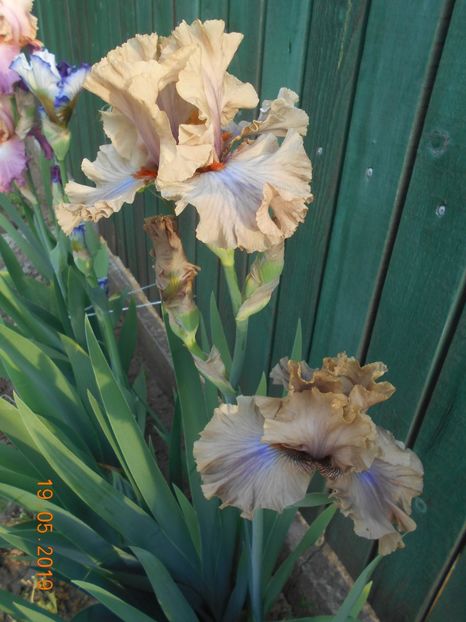 Coffe Trader - 2Irisi 2019