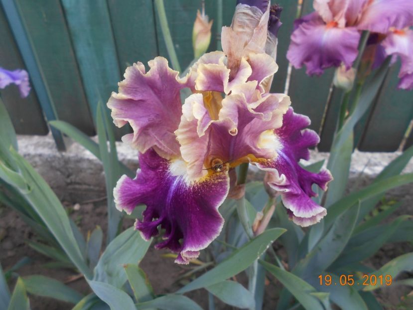 Montmartre - 2Irisi 2019