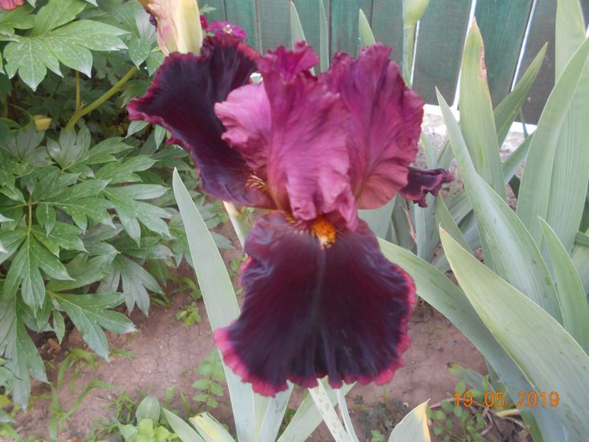 Storzaprety - 2Irisi 2019