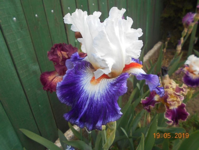 Gypsy Lord - 2Irisi 2019