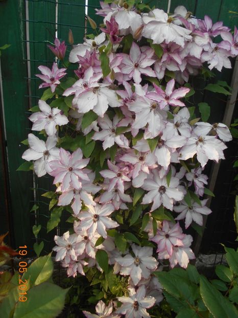  - 2Clematite 2019