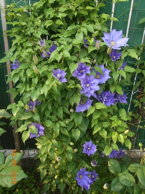  - 2Clematite 2019