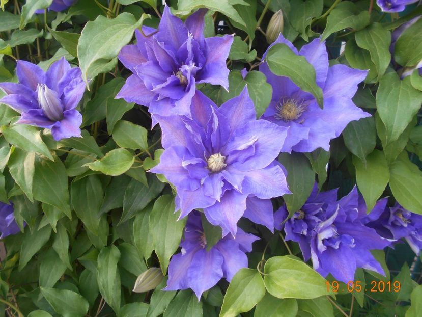 H F Young - 2Clematite 2019