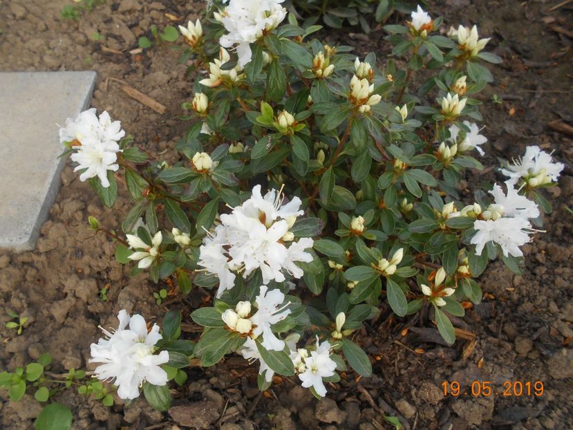  - 2Azalee-rhododendroni-hortensii-hoste 2019