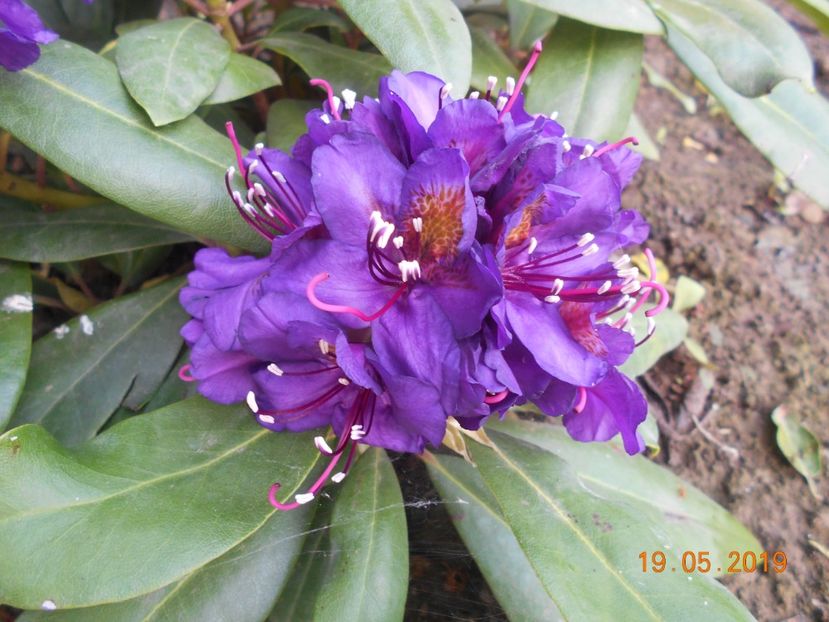 rodo Polarnacht - 2Azalee-rhododendroni-hortensii-hoste 2019