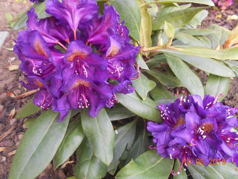  - 2Azalee-rhododendroni-hortensii-hoste 2019