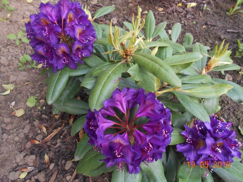  - 2Azalee-rhododendroni-hortensii-hoste 2019