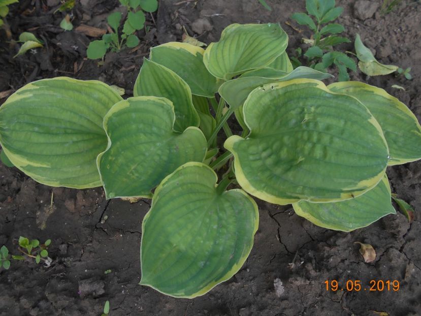  - 2Azalee-rhododendroni-hortensii-hoste 2019