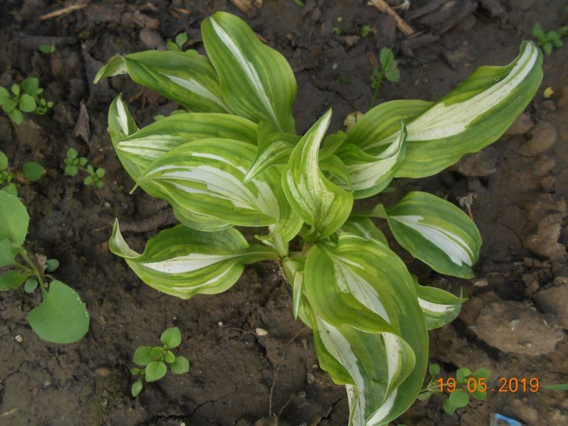  - 2Azalee-rhododendroni-hortensii-hoste 2019