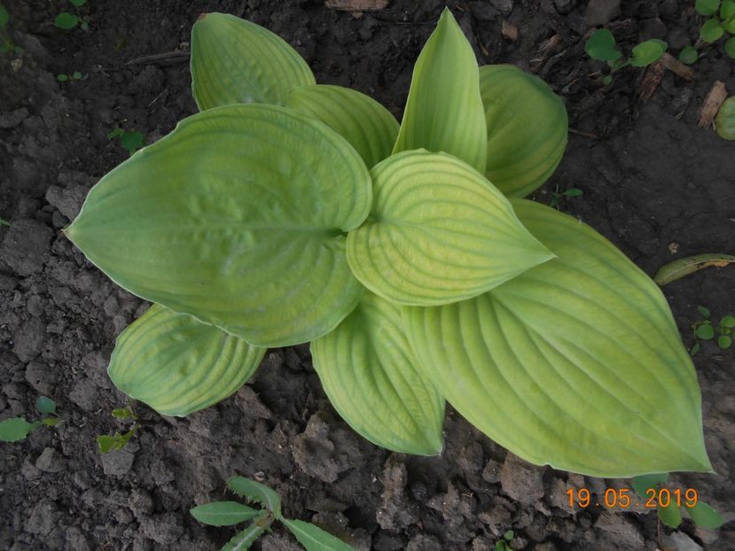  - 2Azalee-rhododendroni-hortensii-hoste 2019